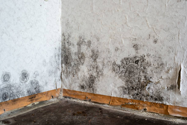 Best Mold Removal Specialists  in USA